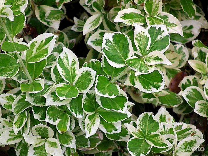 Кустарники, хвойники, цветы