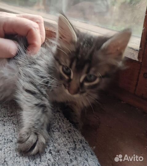 Совсем маленький котейка в дар