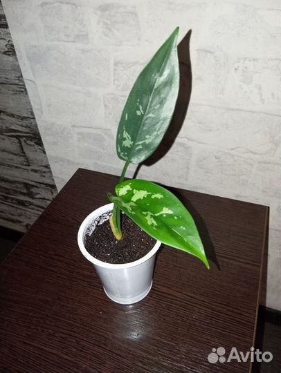 Комнатные цветы - Аглаонема