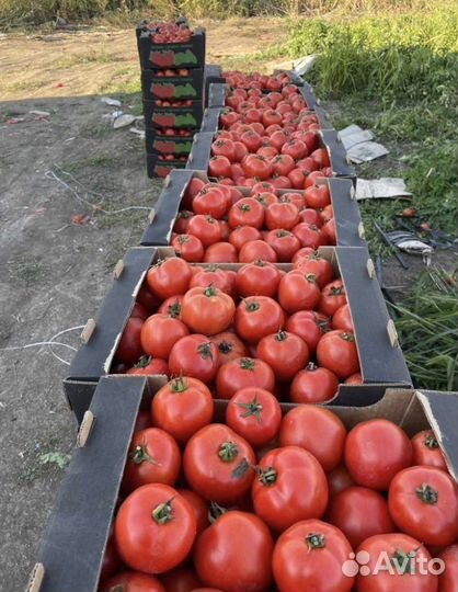 Помидор, пикули и круглый