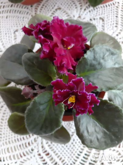 Сортовые фиалки