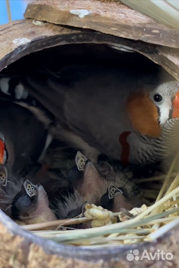 Зебровые амадины