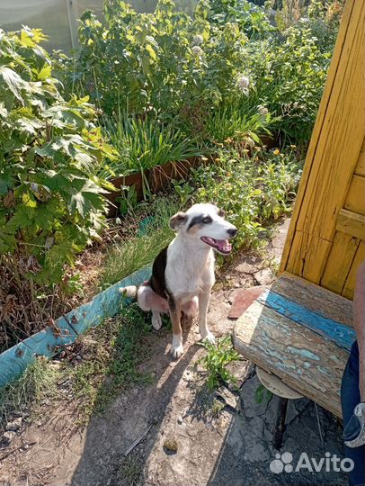 Собака в добрые руки