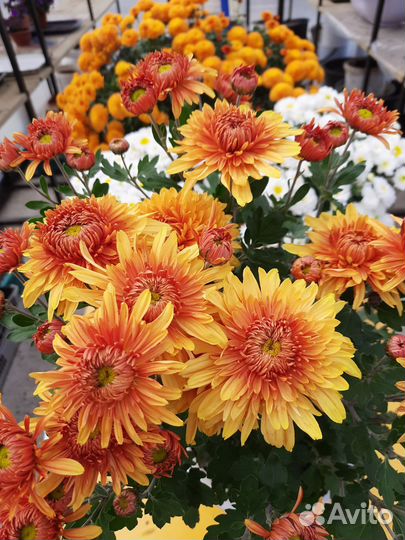 Хризантема корейская махровая, оранжевая и др