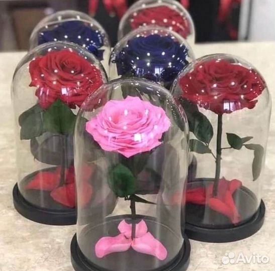 Роза в колбе