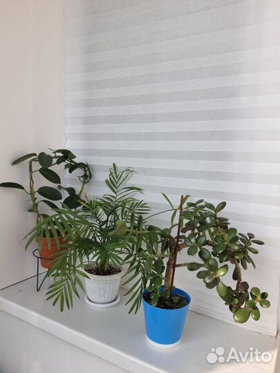 Стефанотис, Хамедорея, Крассула