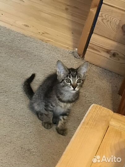 Черный котенок мальчик