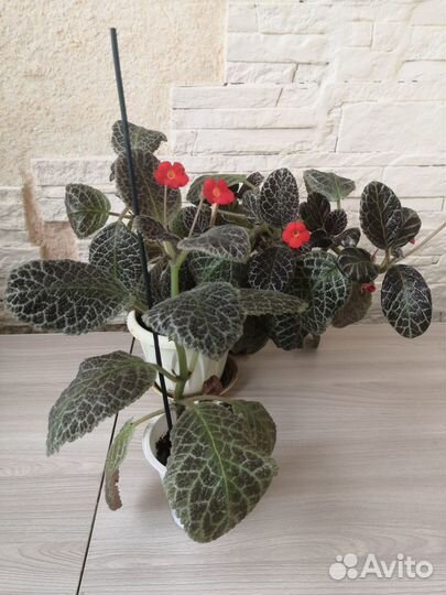 Цветы комнатные растения