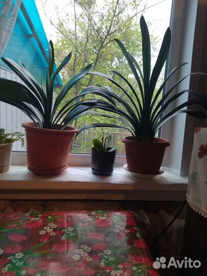 Кливия. Цветёт 3 раза в год