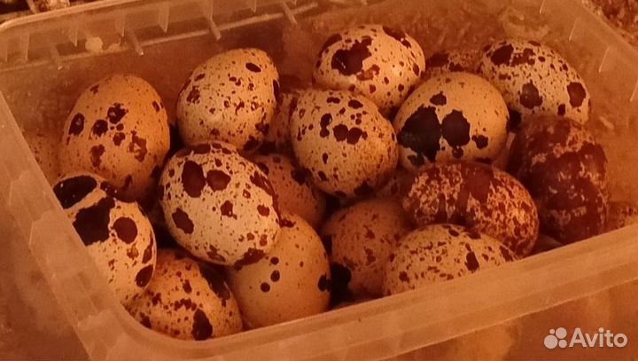 Птицы перепела, перепелинные яйца