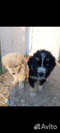 Собака в добрые руки маленькая порода