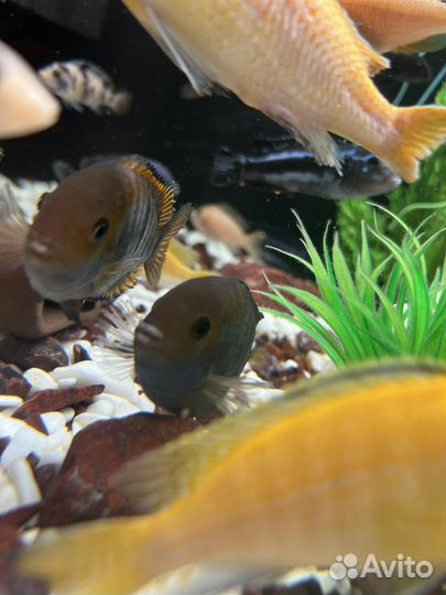 Малавийские цихлиды рыбки, сом птерегоплихт
