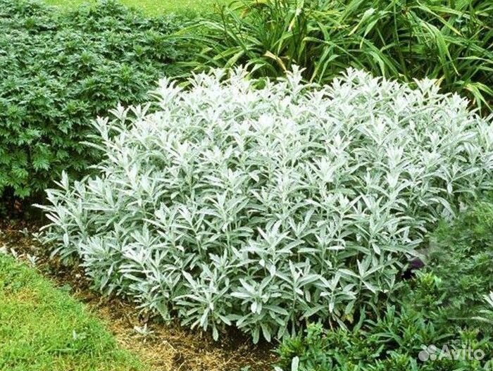 Полынь Людовика Silver queen