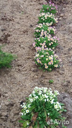 Многолетние садовые цветы