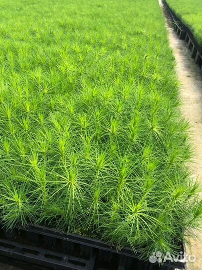 Саженцы сосны зкс