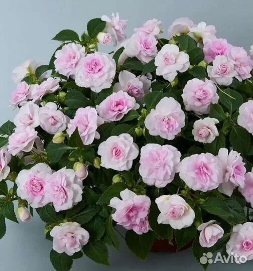 Бальзамин махровый Эплблоссом