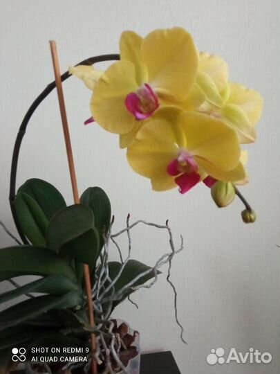 Орхидея фаленопсис