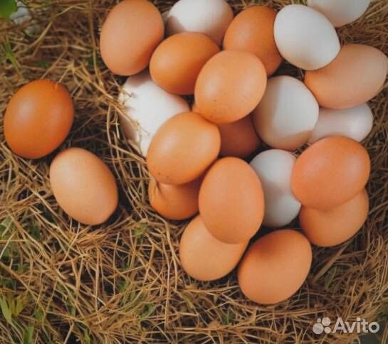 Домашние куриные яйца
