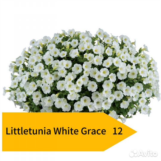 Вегетативная петуния