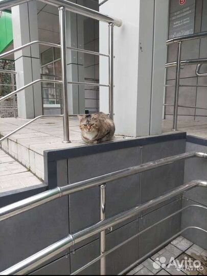 Котик в добрые руки