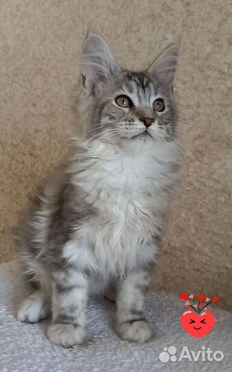 Котята Мейн-кун