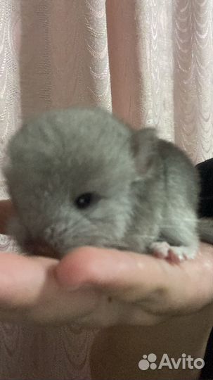Шиншилла