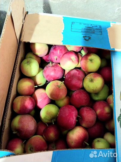 Яблоки Женева