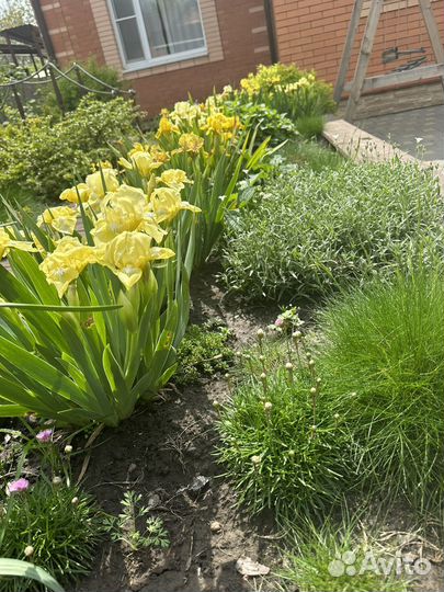 Ирис желтые