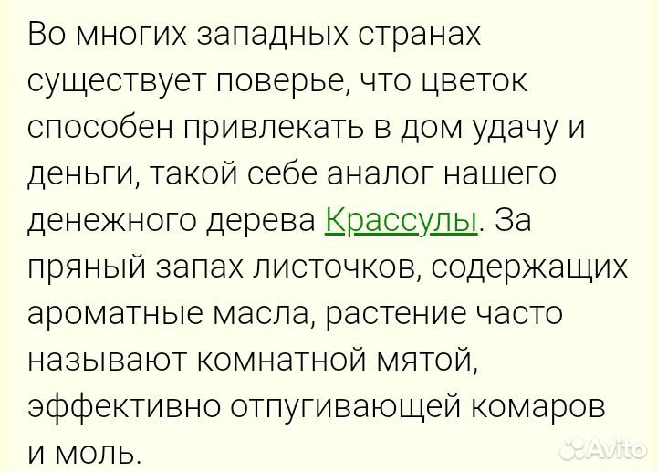 Плектрантус