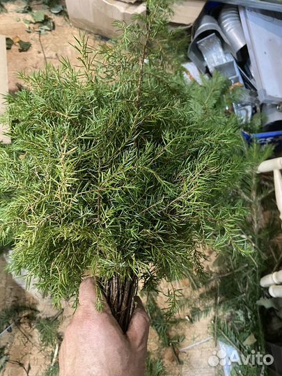 Можжевельник и пихта для бани оптом