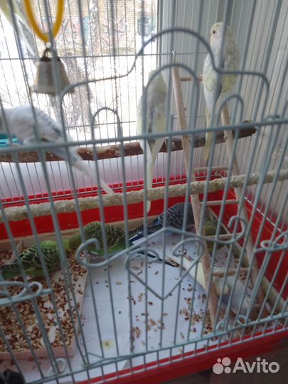 Волнистый попугай