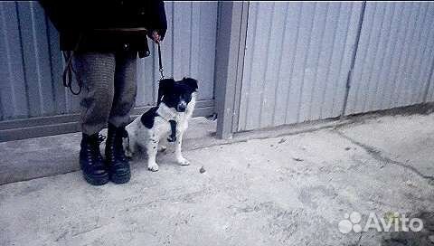 Маленькая собачка