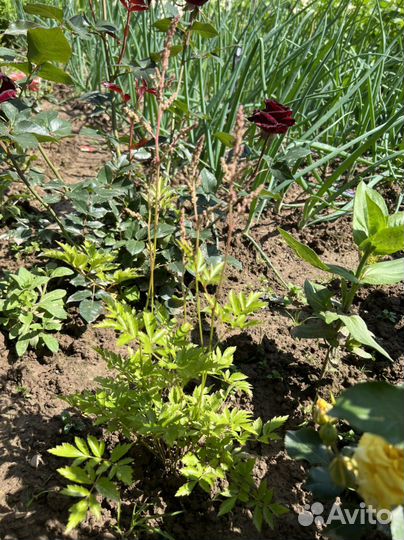 Хосты, Гейхера, астильба