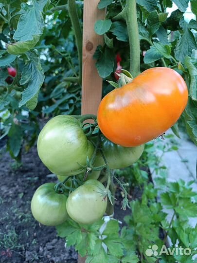 Семена томатов