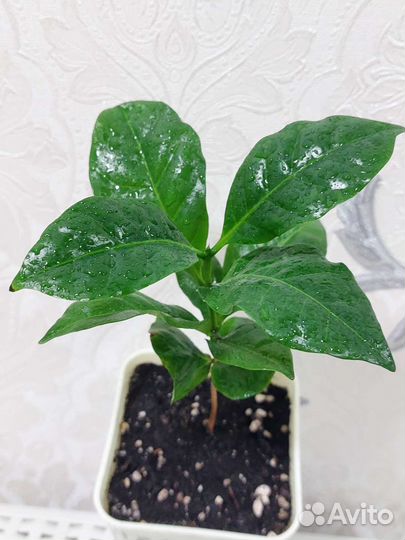 Кофе Арабика