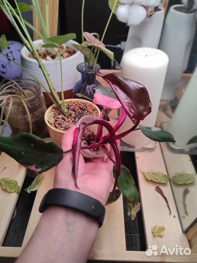 Филодендрон розовая принцесса