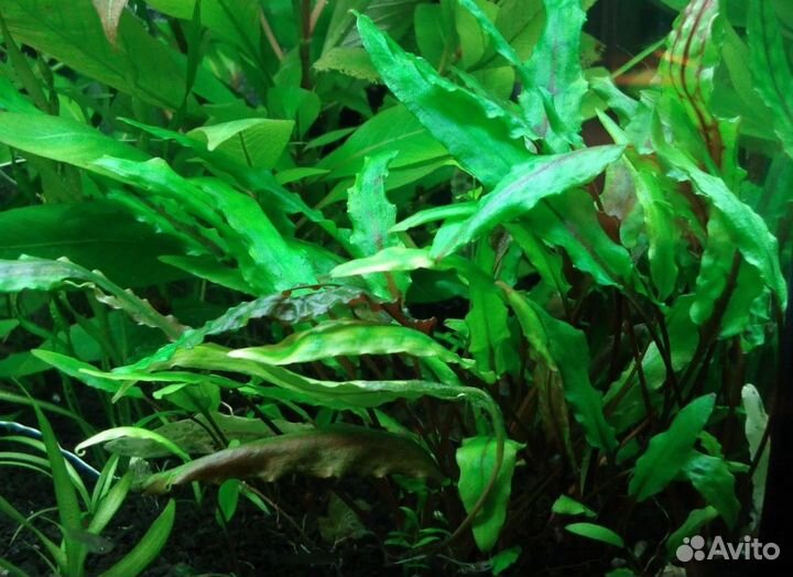 Криптокарина браун. Пещерка для рыб