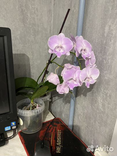 Орхидея фаленопсис