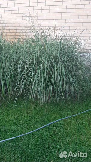 Садовый кусты