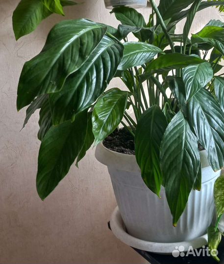 Спатифиллум высота с горшком 65 см