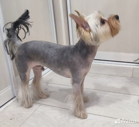 Груминг (стрижка-линька ) собак и кошек