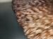 Волосы на капсулах волнистые