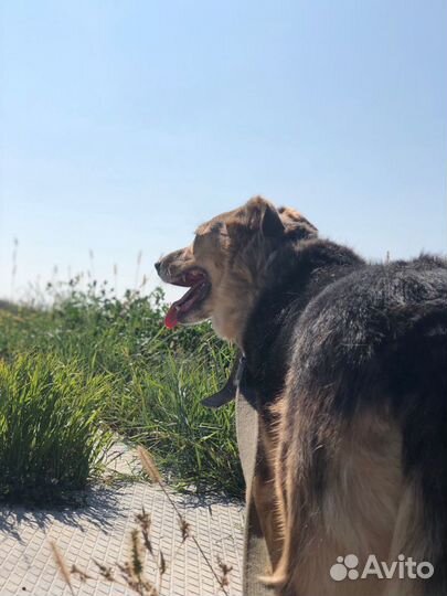 Собака Мона