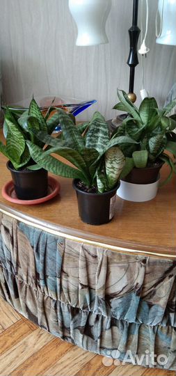 Цветы домашние в горшках