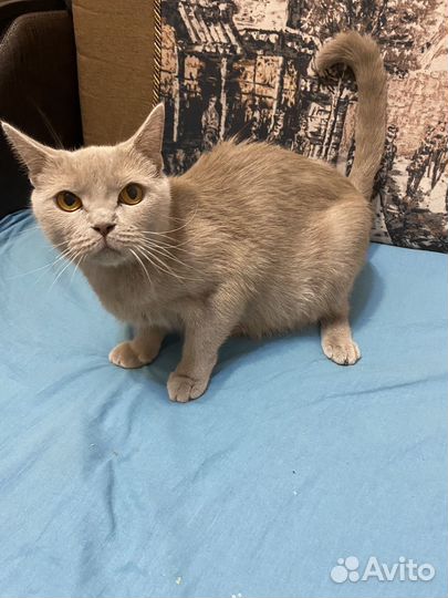 Британские котята