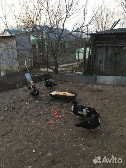 Мускусные утки