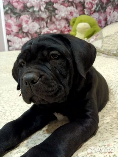 Щенки кане корсо