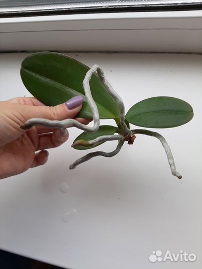 Орхидея фаленопсис детки