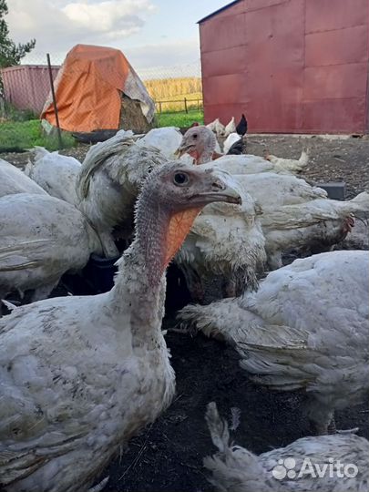 Индюки Биг 6