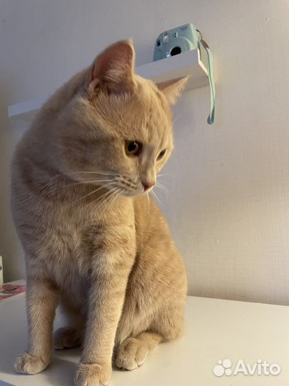 Кот в добрые руки